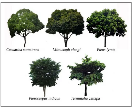 Gambar 7  Pohon yang digunakan dalam penelitian   Tahap Pelaksanaan 