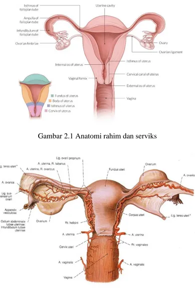 Gambar 2.1 Anatomi rahim dan serviks        