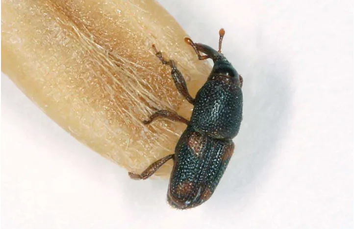 Gambar: Imago Sitophylus oryzae L. http://www.pbase.com/holopain/beetles&page=5