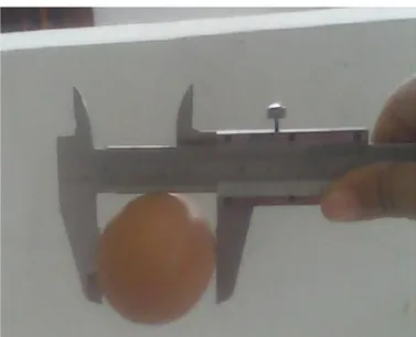 Gambar 2. Teknik Pegukuran Diameter Telur