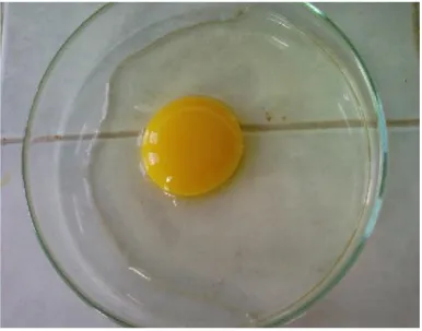 Gambar 6. Putih Telur Encer