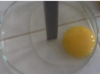 Gambar 7. Teknik Pengukuran Tinggi Putih Telur Kental