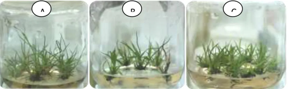 Gambar 5. Pertumbuhan tunas tebu in vitro pada beberapa konsentasi ribavirin (a) 0 ppm   (b) 20 ppm dan (c) 40 ppm   