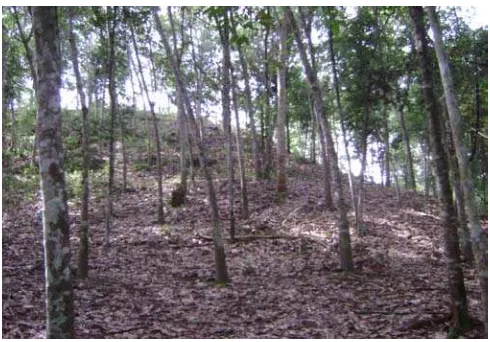 Gambar 2. Kondisi umum lokasi hutan kemasyarakatan 