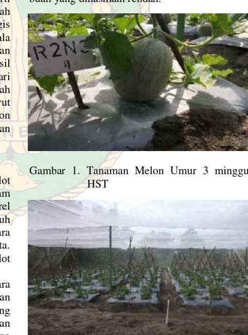 Tabel 5. Rerata Produksi /Plot Tanaman Melon dengan Perlakuan Ethrel dan Pupuk NPK (Kg).