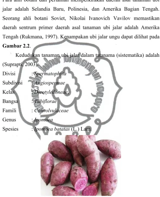 Gambar 2.2 Ubi Jalar Ungu (Anonim b , 2013)