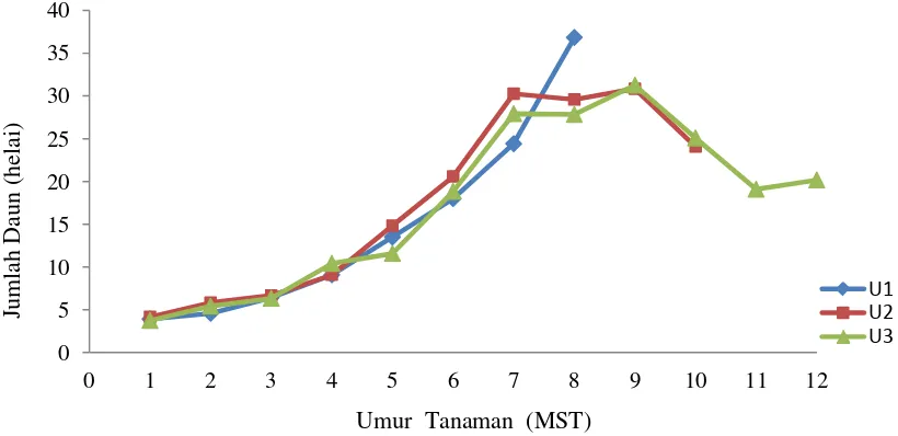 Gambar 1. Grafik perkembangan jumlah daun tanaman induk (helai) hingga 12 MST pada perlakuan umur panen 