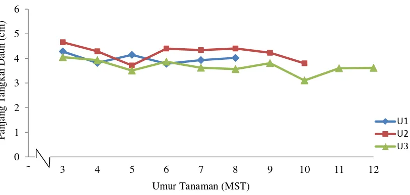 Gambar 7. Grafik perkembangan panjang tangkai daun (cm) hingga 12 MST pada perlakuan umur panen 