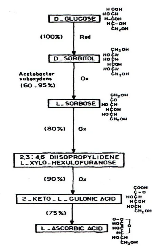 Gambar 2.4 Biosintesa Vitamin C di dalam Tumbuhan   (J. Boudrant, 1990) 