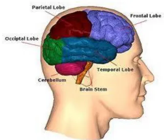 Gambar 3:  Bagian Luar Otak Manusia 