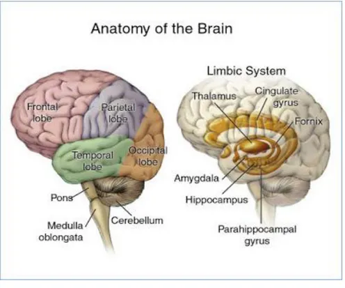 Gambar 4:  Anatomi otak tengah 