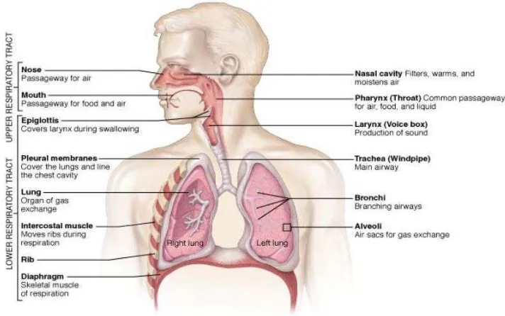 Gambar 1. Sistem Pernafasan Manusia 