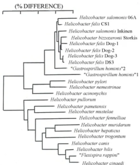 Gambar 1. Pohon Filogenetik Spesies pada genus Helicobacter berdasarkan sekuen16SrRNA
