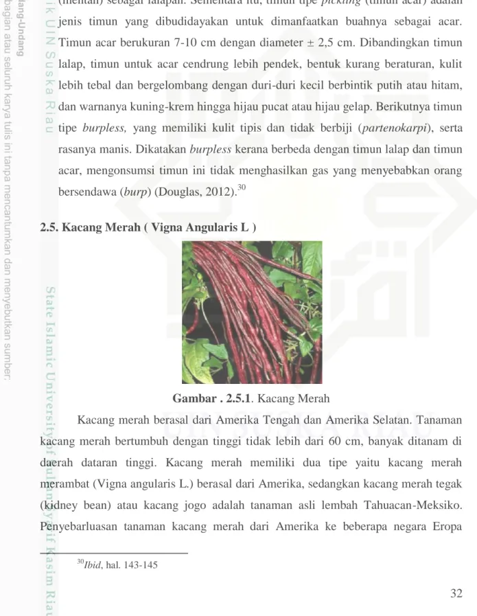 Gambar . 2.5.1. Kacang Merah 