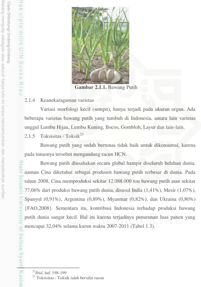 Gambar 2.1.1. Bawang Putih 