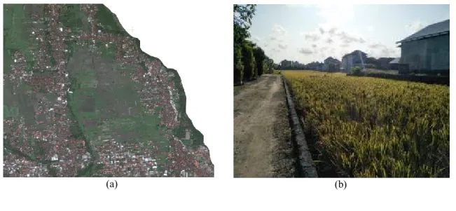 Gambar 3. (a) Citra  Google Earth Ribbon Development  ; dan (b) Pembangunan Jalan pada Areal  Pertanian di Kecamatan Denpasar Timur 