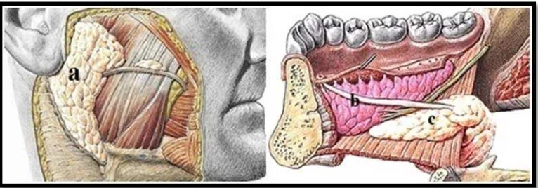 Gambar 9.  Letak anatomi kelenjar saliva mayor. A, kelenjar saliva parotid.   B, kelenjar saliva submandibula