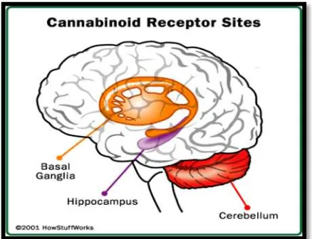 Gambar 5. Lokasi reseptor cannabinoid di otak.12 