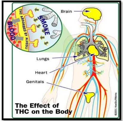 Gambar 6.  Pengaruh ganja terhadap kesehatan sistemik.12 