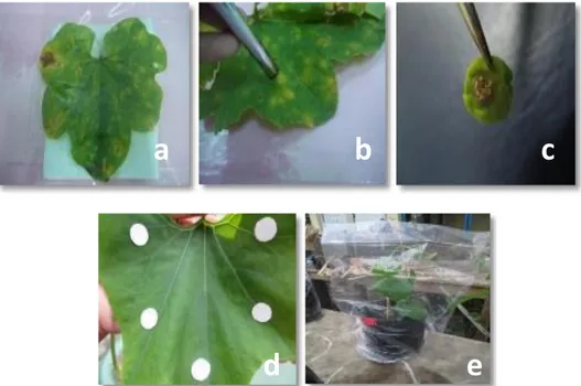 Gambar  1.  Daun  timun  suri  yang  bergejala  Downy  mildew  (a),  pemotongan  daun  timun  suri  yang  bergejala  Downy  mildew  menggunakan  borgabus  (b),  potongan  daun  Downy  mildew (c), inokulasi potongan daun timun suri yang bergejala Downy mild