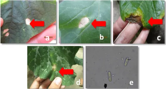 Gambar 6. Gejala Antraknosa di daun mentimun (a), di daun melon (b), di daun timun suri  (c), di daun labu kuning (d) dan konidia Colletotrichum sp