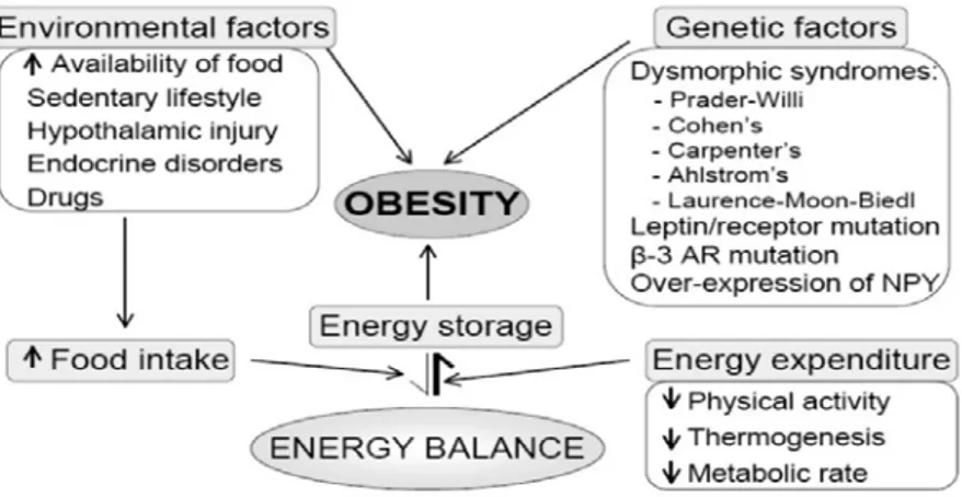 Gambar 2.2Etiologi obesitas 