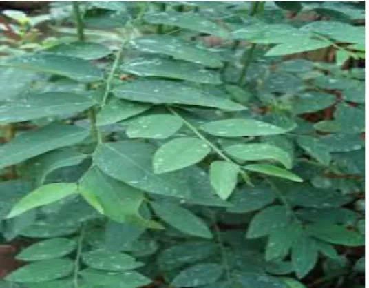 Gambar 1. Daun katuk (Wikipedia, 2013) 