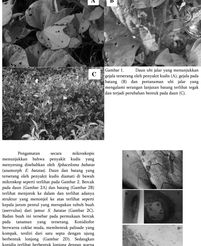 Gambar 1.   Daun ubi jalar yang menunjukkan  gejala terserang oleh penyakit kudis (A), gejala pada  batang  (B)  dan  pertanaman  ubi  jalar  yang  mengalami  serangan  lanjutan  batang  terlihat  tegak  dan terjadi perubahan bentuk pada daun (C)