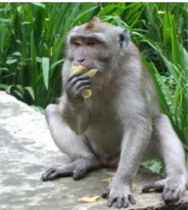 Gambar  2.1. Monyet Ekor Panjang (Macaca fascicularis) 32