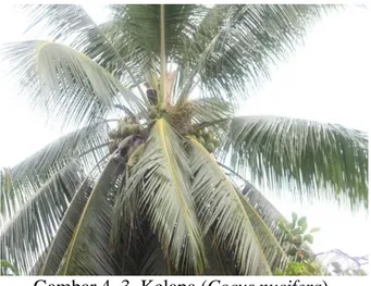 Gambar 4. 3. Kelapa (Cocus nucifera) 