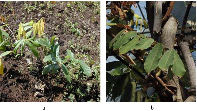 Gambar 1 a) Tumbuhan tuba yang tumbuh di perladangan masyarakat; b) Batang tumbuhan tuba