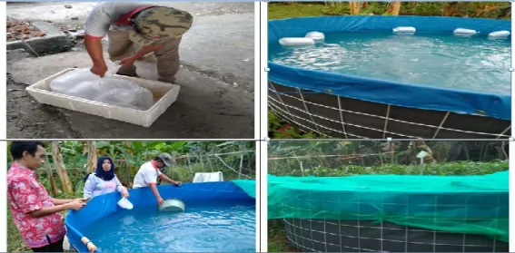 Gambar 2. Penebaran benih, proses aklimatisasi benih dan penutupan kolam terpal  Pengelolaan media pemeliharan ikan selama pendederan dilakukan dengan  menyipong  sisa  pakan  dan  feses  ikan  setiap  hari
