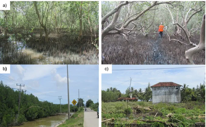 Gambar 2. Kondisi mangrove di pesisir Teluk Miskam, Tanjung Lesung: a) mangrove alami; b)  mangrove tanam dan c) pembukaan lahan mangrove 