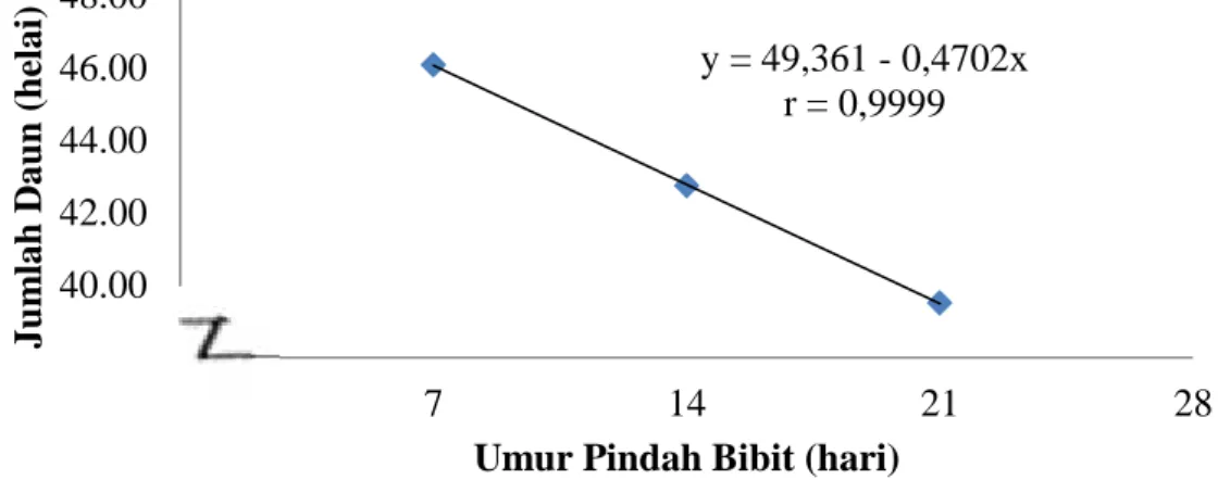 Gambar 2. Grafik Hubungan Antara Umur Pindah Bibit Terhadap Jumlah Daun Bibit Kakao Umur 10 MSPT