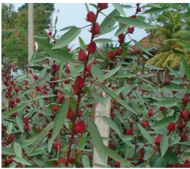Gambar 1 :  Pohon  Rosella 