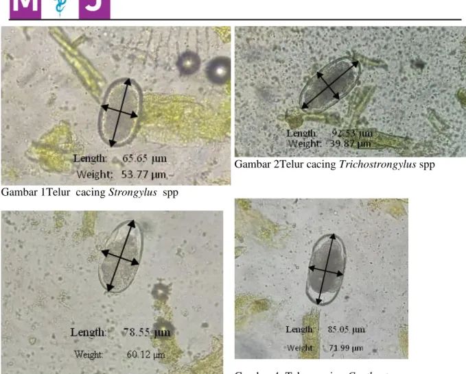 Gambar 1Telur  cacing Strongylus  spp 