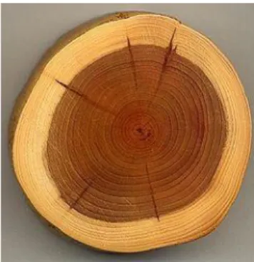 Gambar 3.8 Lingkaran kambium pada kayu 