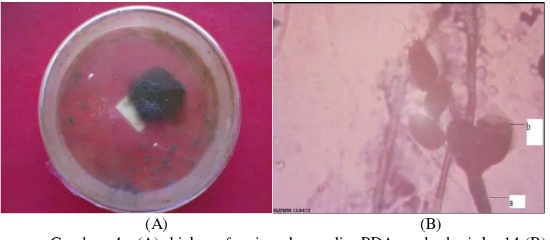 Gambar 4. (A) biakan fungi pada media PDA pada hari ke-14,(B) 