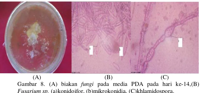 Gambar 8. (A) biakan fungi pada media PDA pada hari ke-14,(B) 