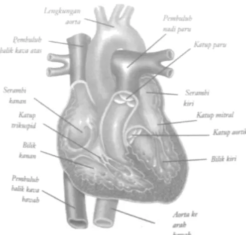 Gambar 2 Struktur Jantung Bagian Dalam  Sumber: Davidson, 2003 
