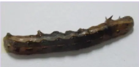 Gambar 2. Larva Spodoptera litura F. yang telah mati karena ekstrak daun  Cerbera odollam