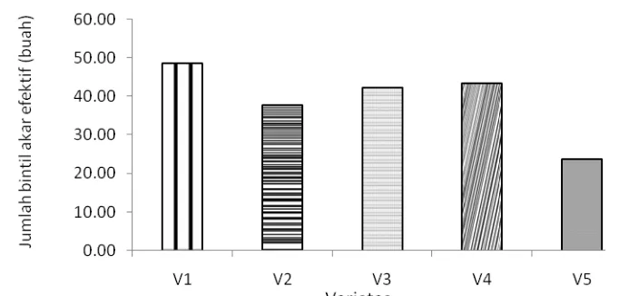 Tabel 7. Rataan Jumlah Bintil Akar Efektif (buah) dari Varietas dan Genangan  