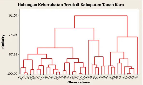 Gambar 1. Dendogram hubungan kekerabatan jeruk di Desa Suka, Desa Ajinembah,   dan Desa Kacinambun Kabupaten Karo