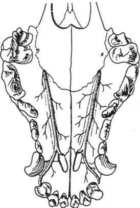 Gambar   8.  Lokasi arteri pada palatum 