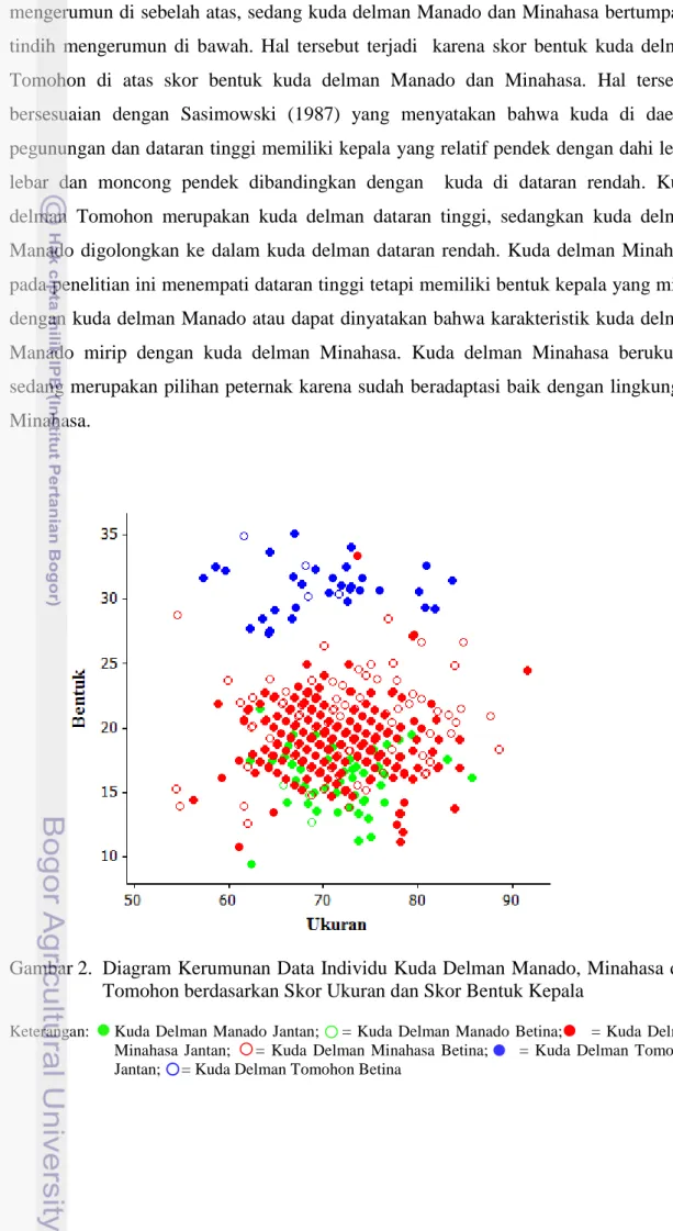 Gambar 2.  Diagram Kerumunan Data Individu Kuda Delman Manado, Minahasa dan  Tomohon berdasarkan Skor Ukuran dan Skor Bentuk Kepala 