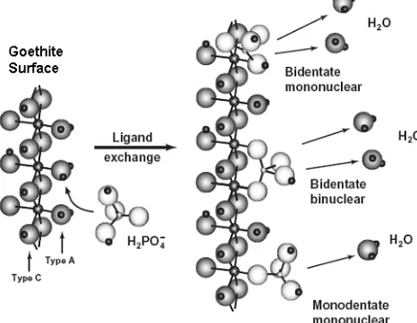 Gambar 6.    Kemungkinan pertukaran ligan antara anion fosfat dan permukaan Goetit pada tanah Ultisols