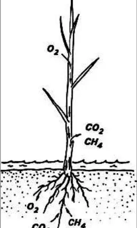 Gambar 7. Skematik perpindahan O2, CO2 dan CH4 dari atmosfer ke daerah perakaran atau sebaliknya pada tanaman padi (Cronk & Fennessy 2001)