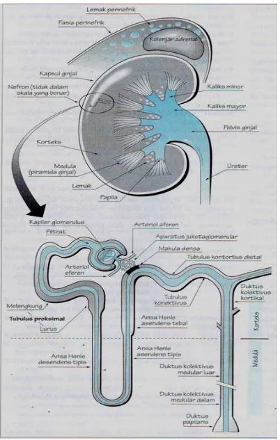 Gambar 2.2 Anatomi Ginjal 