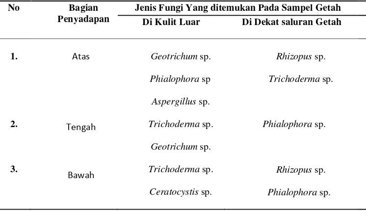 Tabel 4. Jenis-jenis fungi berhasil diisolasi dari kemenyan toba (S. Sumatrana J. J. SM) tanpa perlakuan penyadapan (karena serangan hama)