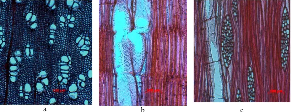 Gambar 10. Struktur mikroskopis kayu  Olearia  Figure 10. Microscopic structures ofsp